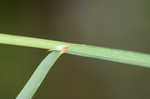 Threeflower melicgrass